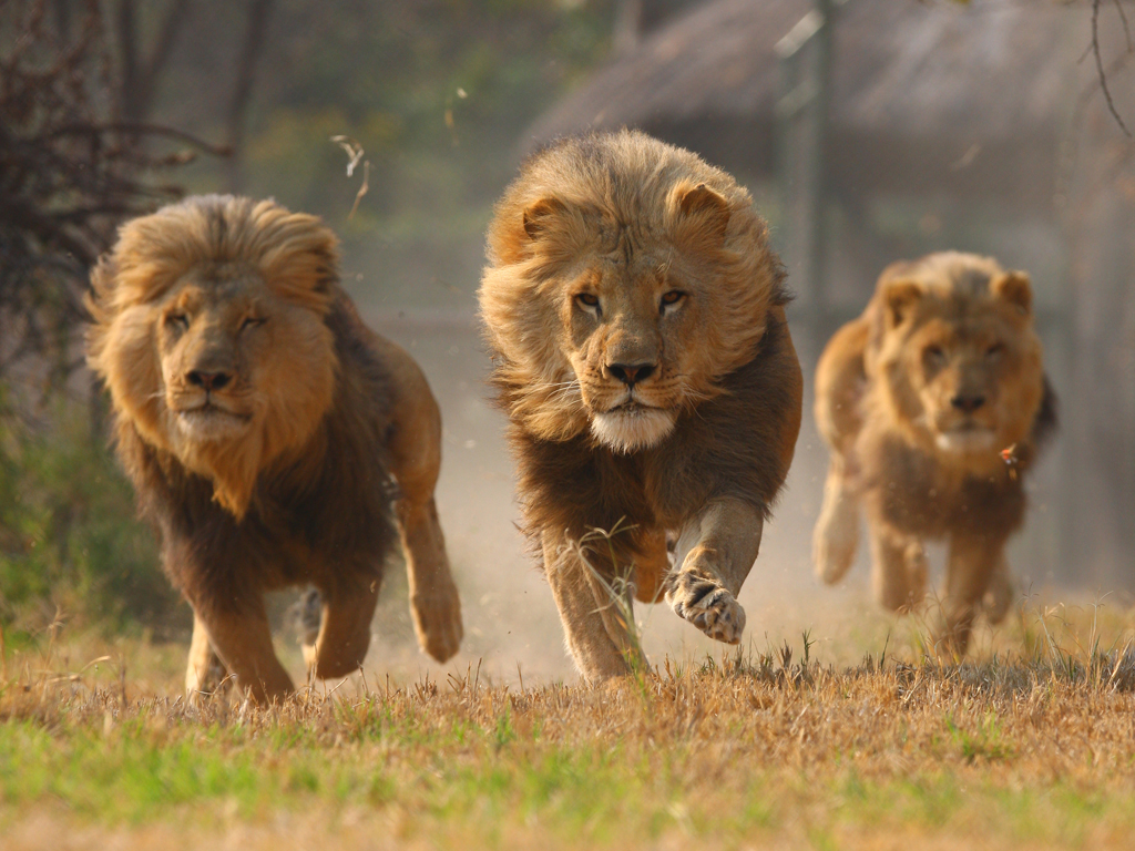lions running