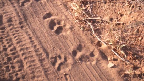 lion-tracks