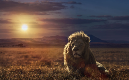 majestic-lion-king-wallpaper