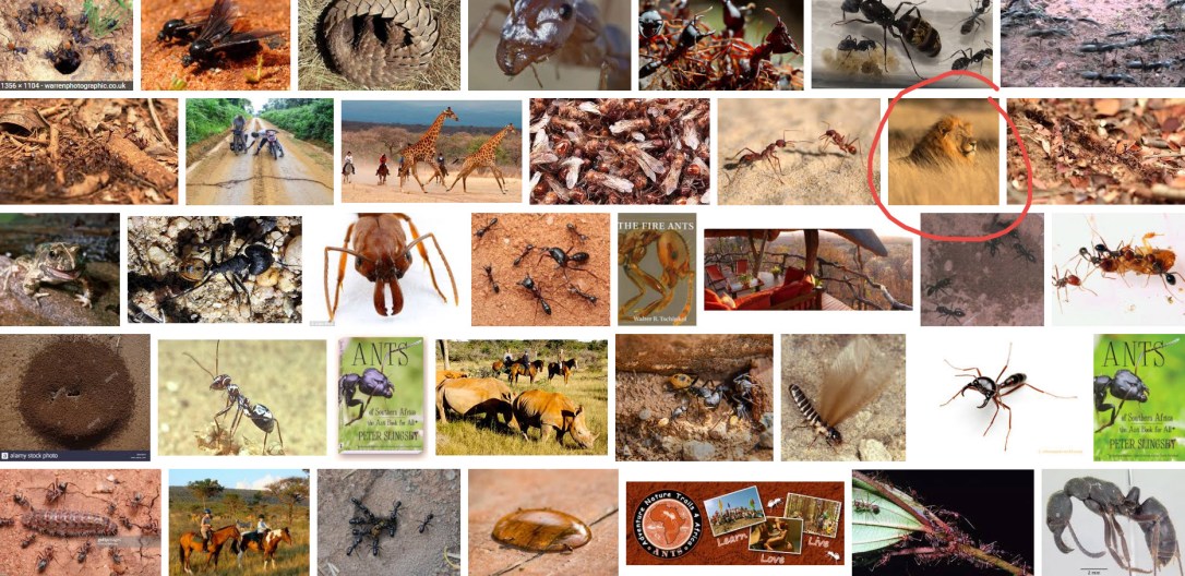 ants google search