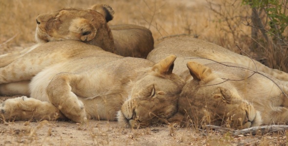 Lion Pride Sleeping 1 590x300