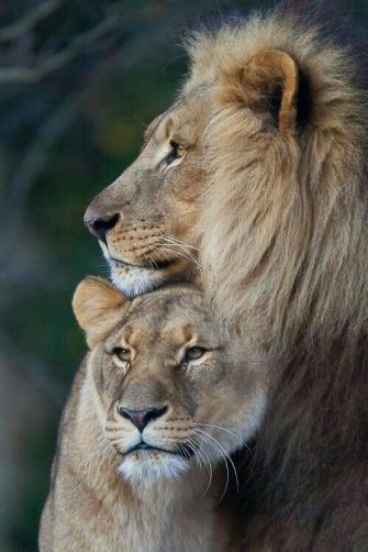 male and female lion